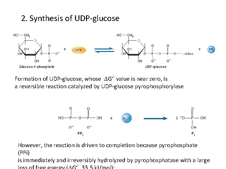 2. Synthesis of UDP-glucose Formation of UDP-glucose, whose ∆G◦’ value is near zero, is