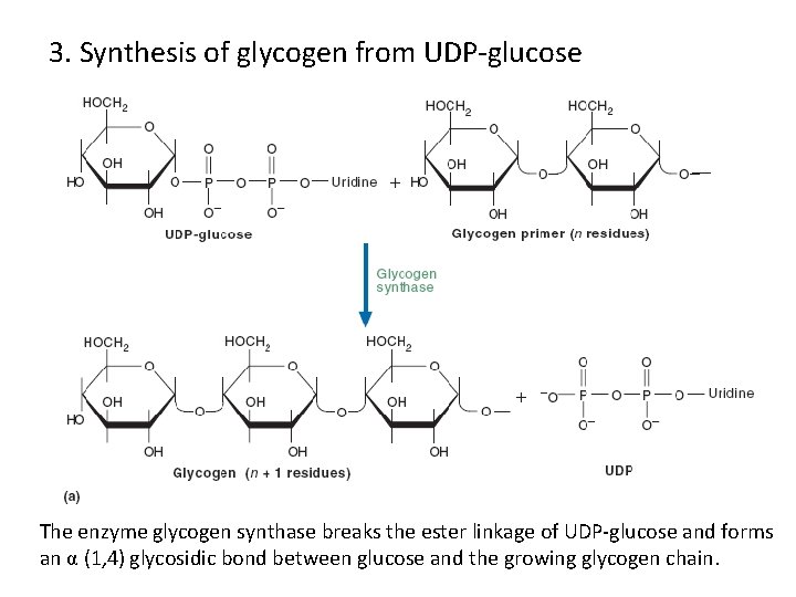 3. Synthesis of glycogen from UDP-glucose The enzyme glycogen synthase breaks the ester linkage