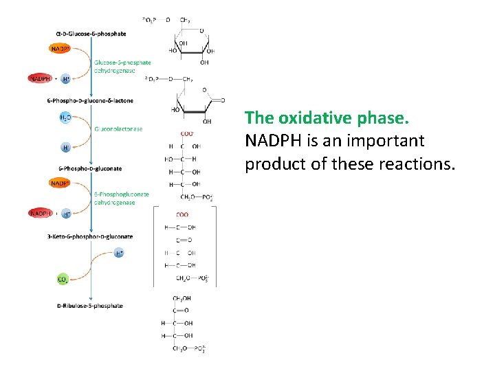 The oxidative phase. NADPH is an important product of these reactions. 