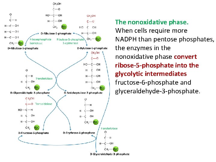 The nonoxidative phase. When cells require more NADPH than pentose phosphates, the enzymes in