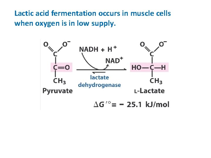 Lactic acid fermentation occurs in muscle cells when oxygen is in low supply. 