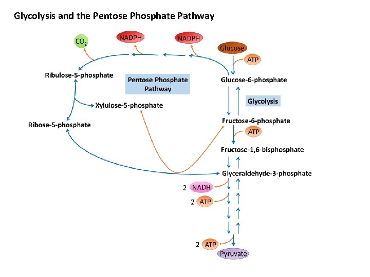 Glycolysis and the Pentose Phosphate Pathway 
