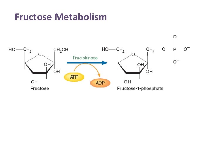 Fructose Metabolism 