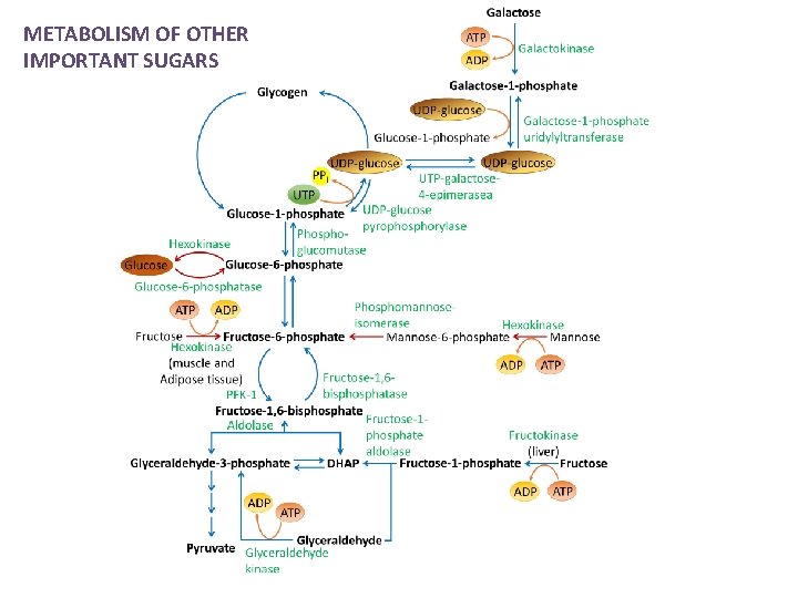 METABOLISM OF OTHER IMPORTANT SUGARS 