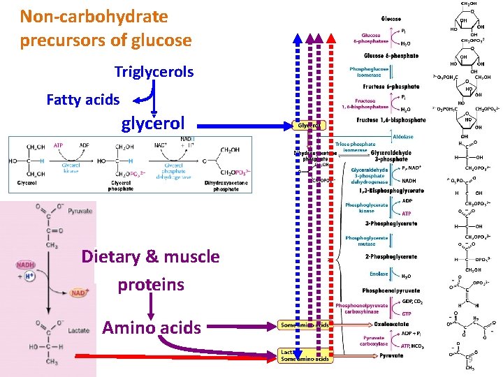 Non-carbohydrate precursors of glucose Triglycerols Fatty acids glycerol Dietary & muscle proteins Amino acids