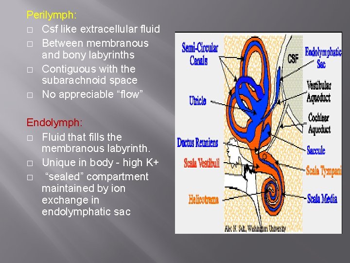 Perilymph: � Csf like extracellular fluid � Between membranous and bony labyrinths � Contiguous