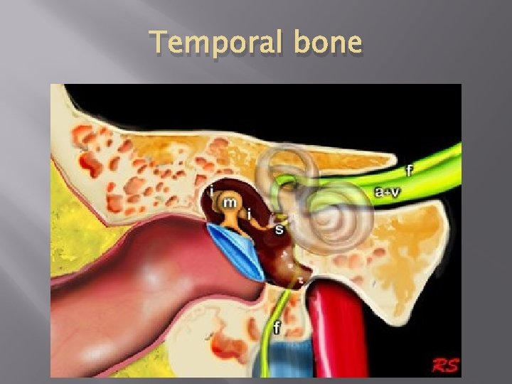 Temporal bone 