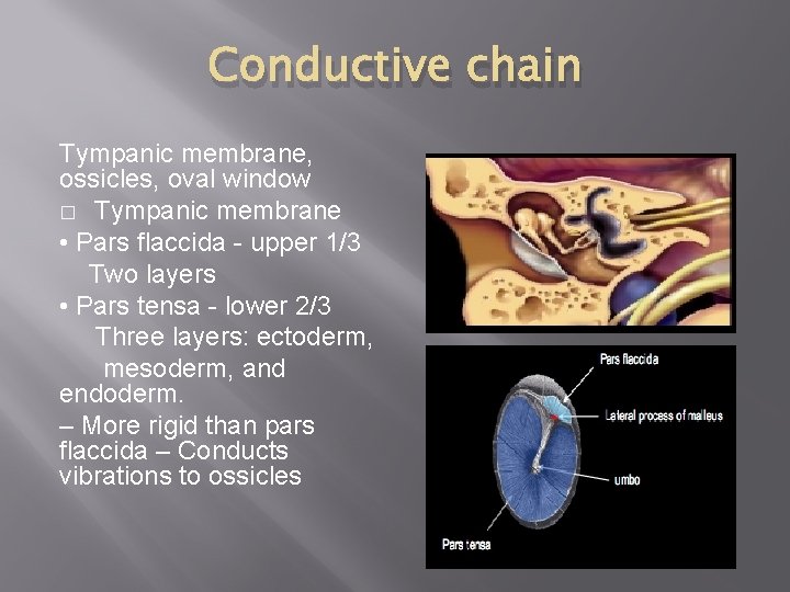 Conductive chain Tympanic membrane, ossicles, oval window � Tympanic membrane • Pars flaccida -