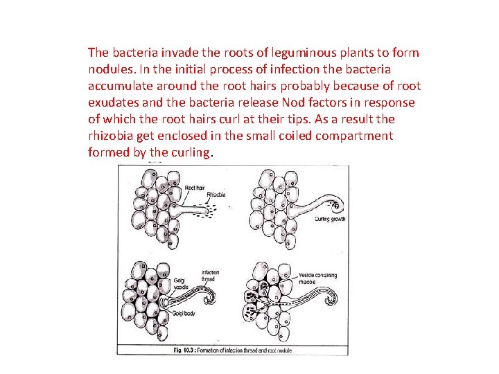 The bacteria invade the roots of leguminous plants to form nodules. In the initial