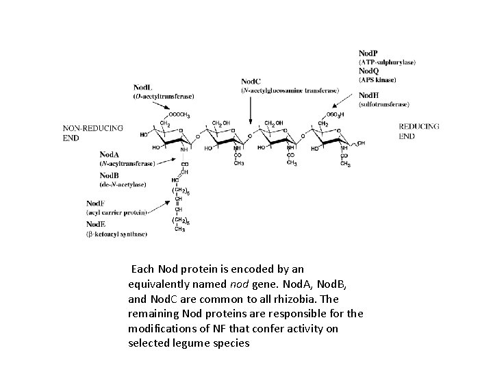 Each Nod protein is encoded by an equivalently named nod gene. Nod. A, Nod.