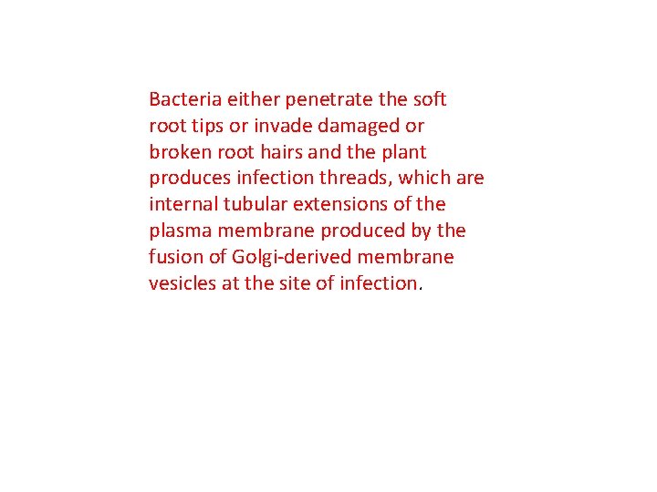 Bacteria either penetrate the soft root tips or invade damaged or broken root hairs