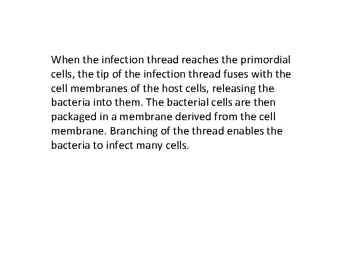 When the infection thread reaches the primordial cells, the tip of the infection thread