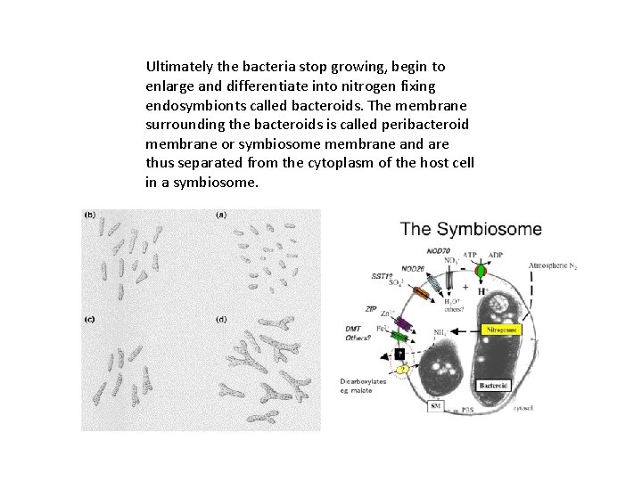 Ultimately the bacteria stop growing, begin to enlarge and differentiate into nitrogen fixing endosymbionts