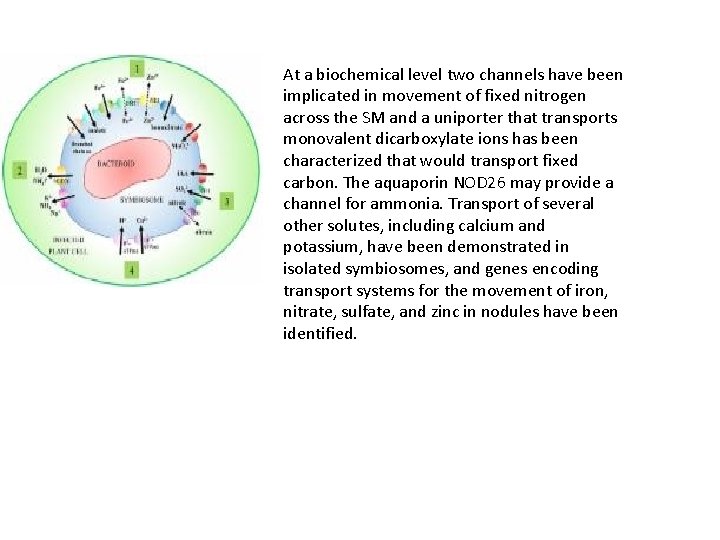 At a biochemical level two channels have been implicated in movement of fixed nitrogen
