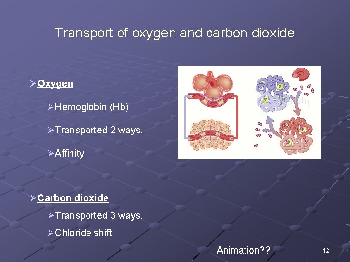 Transport of oxygen and carbon dioxide ØOxygen ØHemoglobin (Hb) ØTransported 2 ways. ØAffinity ØCarbon
