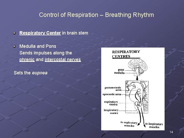 Control of Respiration – Breathing Rhythm Respiratory Center in brain stem Medulla and Pons