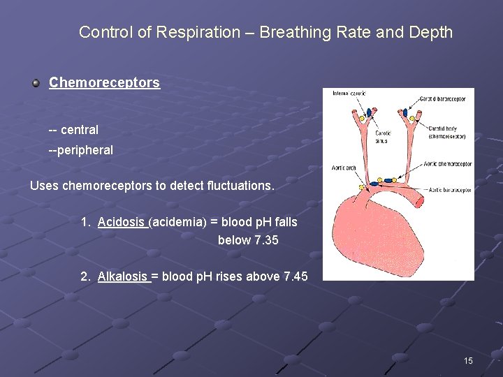Control of Respiration – Breathing Rate and Depth Chemoreceptors -- central --peripheral Uses chemoreceptors