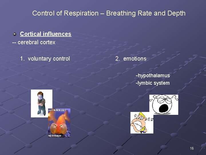 Control of Respiration – Breathing Rate and Depth Cortical influences -- cerebral cortex 1.