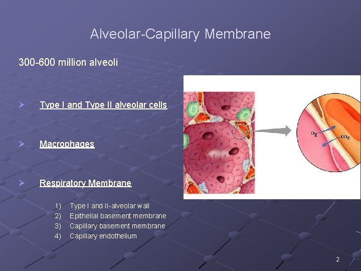 Alveolar-Capillary Membrane 300 -600 million alveoli Ø Type I and Type II alveolar cells