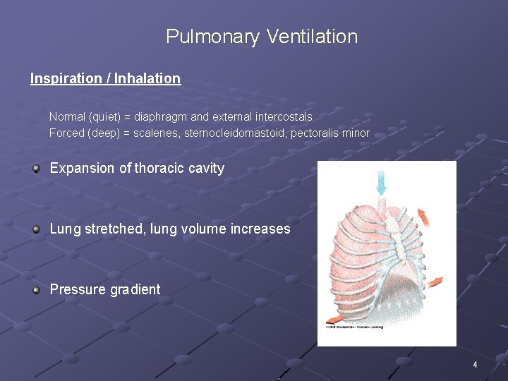 Pulmonary Ventilation Inspiration / Inhalation Normal (quiet) = diaphragm and external intercostals Forced (deep)