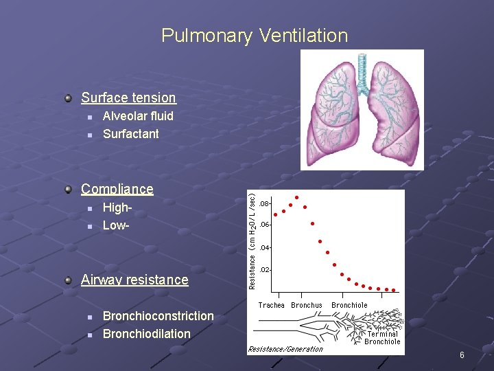 The Respiratory System How it contributes to homeostasis
