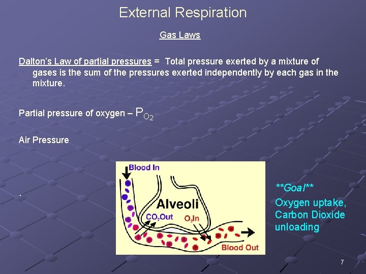 External Respiration Gas Laws Dalton’s Law of partial pressures = Total pressure exerted by