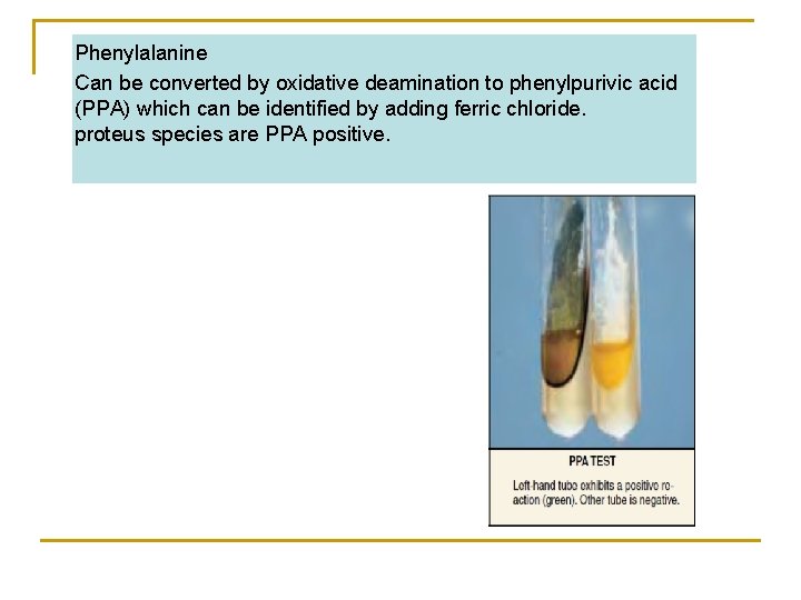 Phenylalanine Can be converted by oxidative deamination to phenylpurivic acid (PPA) which can be