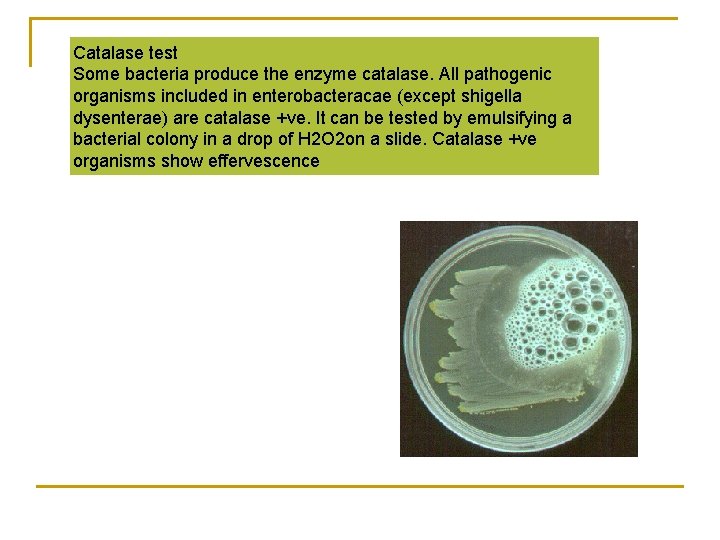 Catalase test Some bacteria produce the enzyme catalase. All pathogenic organisms included in enterobacteracae