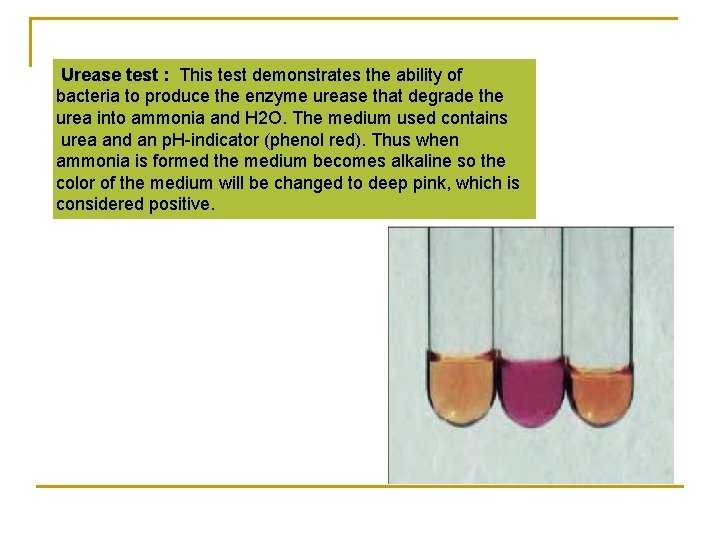 Urease test : This test demonstrates the ability of bacteria to produce the enzyme