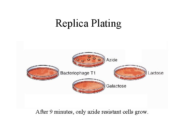 Replica Plating After 9 minutes, only azide resistant cells grow. 