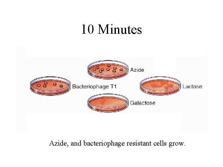 10 Minutes Azide, and bacteriophage resistant cells grow. 