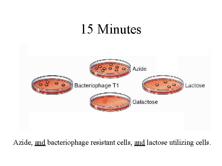 15 Minutes Azide, and bacteriophage resistant cells, and lactose utilizing cells. 