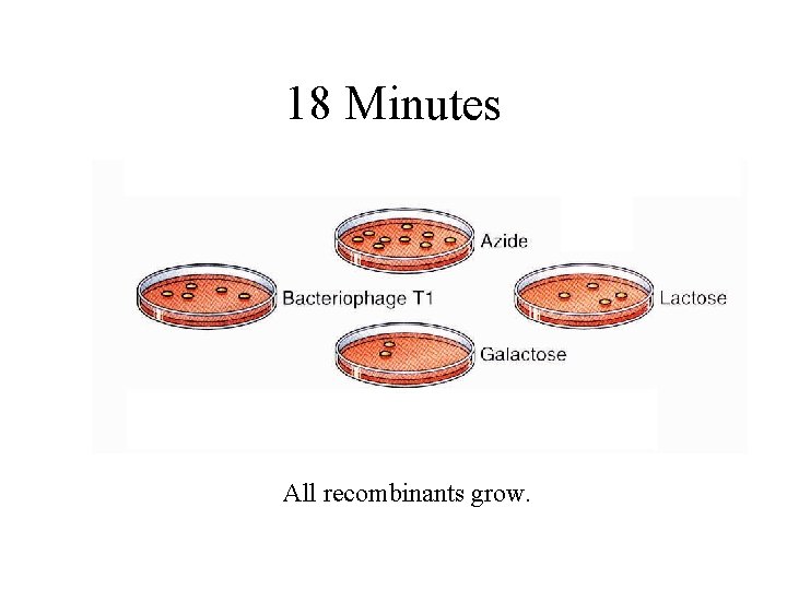 18 Minutes All recombinants grow. 