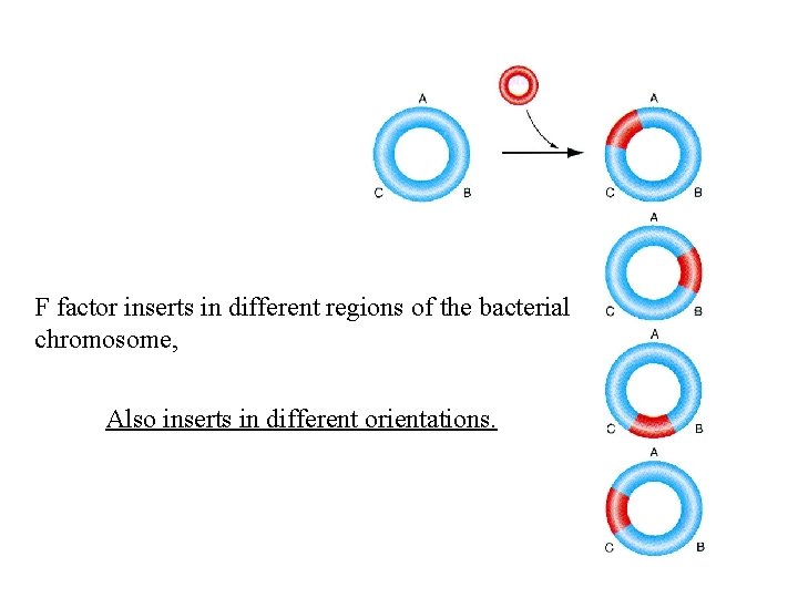 F factor inserts in different regions of the bacterial chromosome, Also inserts in different