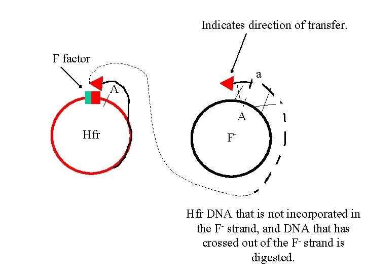 Indicates direction of transfer. F factor Aa A a. A Hfr F- Hfr DNA