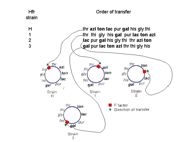 Hfr strain H 1 2 3 Order of transfer thr azi ton lac pur