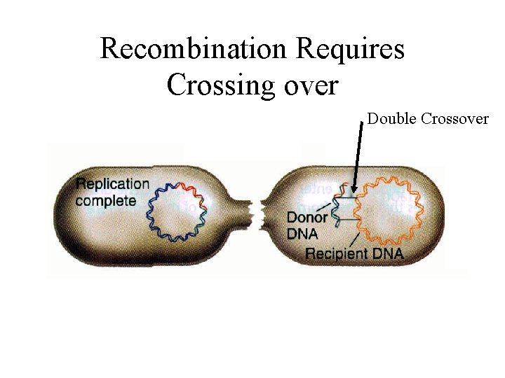 Recombination Requires Crossing over Double Crossover 