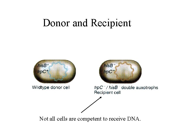 Donor and Recipient Not all cells are competent to receive DNA. 