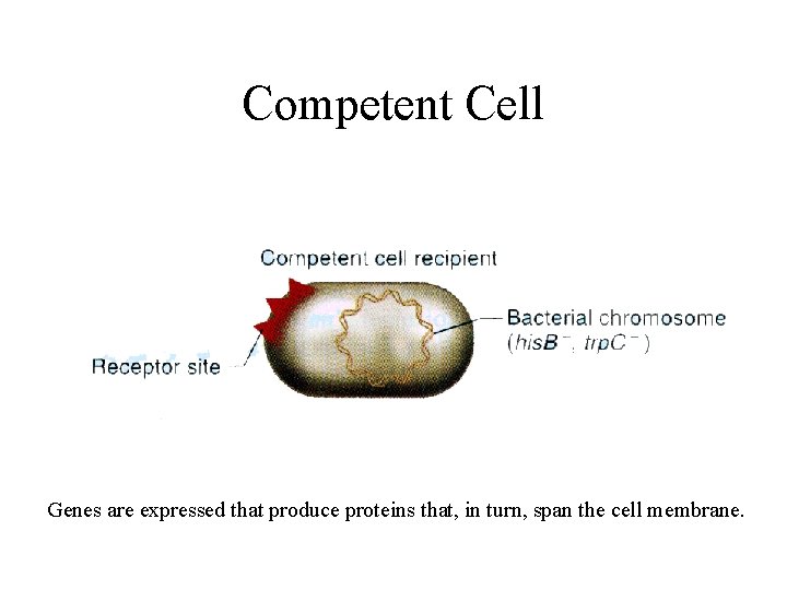 Competent Cell Genes are expressed that produce proteins that, in turn, span the cell