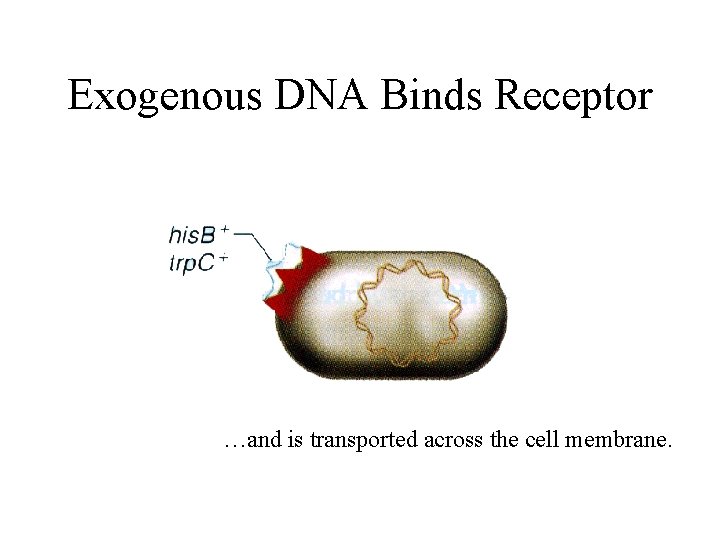 Exogenous DNA Binds Receptor …and is transported across the cell membrane. 