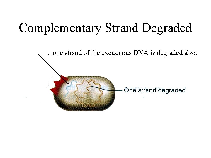 Complementary Strand Degraded. . . one strand of the exogenous DNA is degraded also.