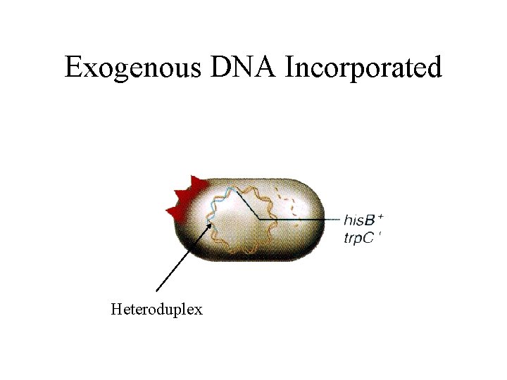 Exogenous DNA Incorporated Heteroduplex 