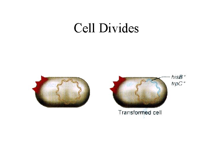 Cell Divides 