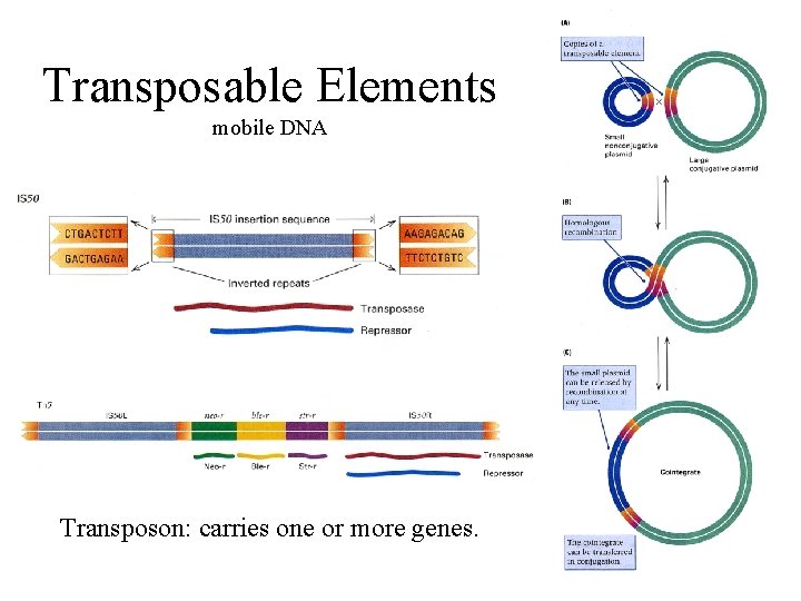 Transposable Elements mobile DNA Transposon: carries one or more genes. 