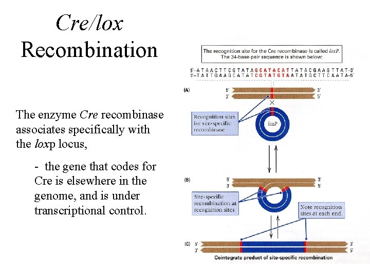 Cre/lox Recombination The enzyme Cre recombinase associates specifically with the loxp locus, - the