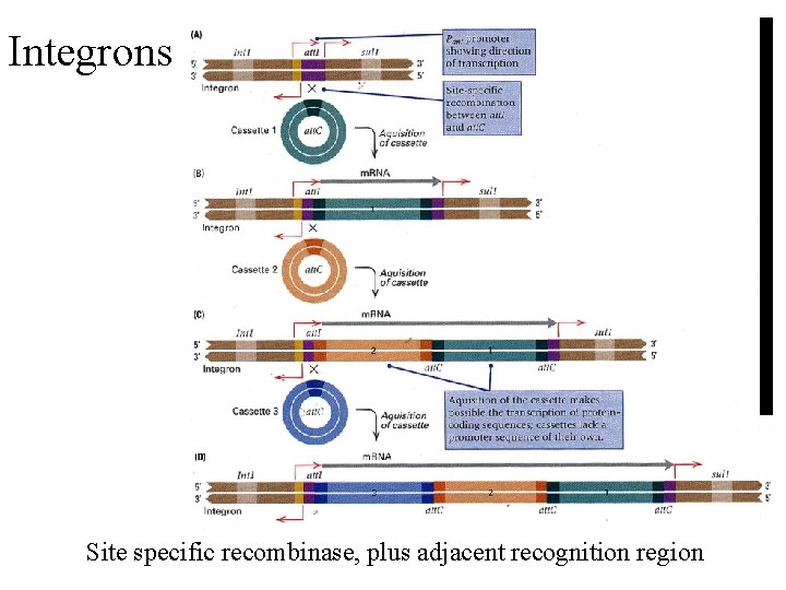 Integrons Site specific recombinase, plus adjacent recognition region 