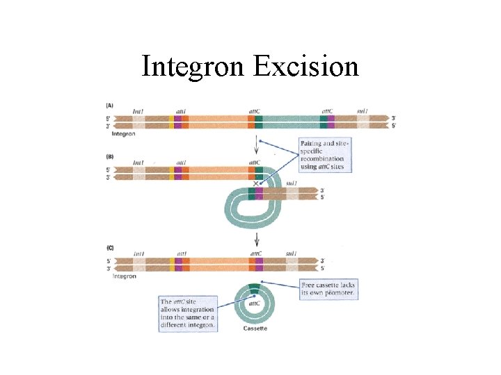 Integron Excision 