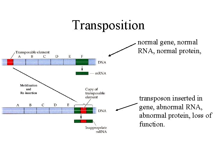 Transposition normal gene, normal RNA, normal protein, transposon inserted in gene, abnormal RNA, abnormal