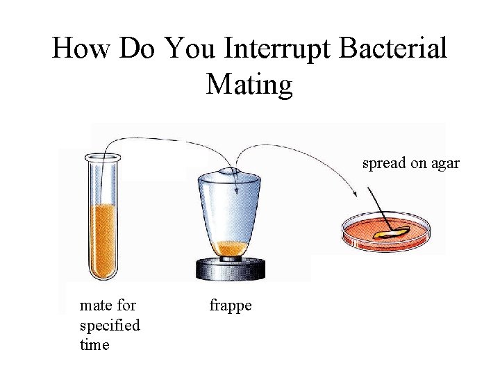 How Do You Interrupt Bacterial Mating spread on agar mate for specified time frappe