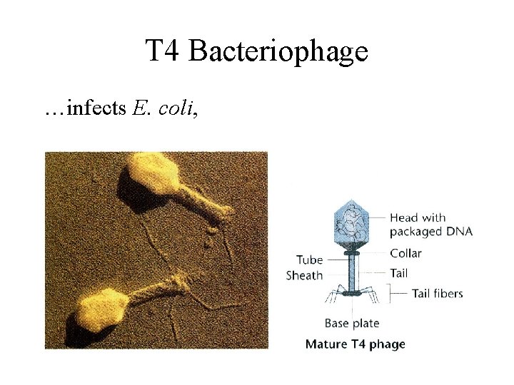T 4 Bacteriophage …infects E. coli, 